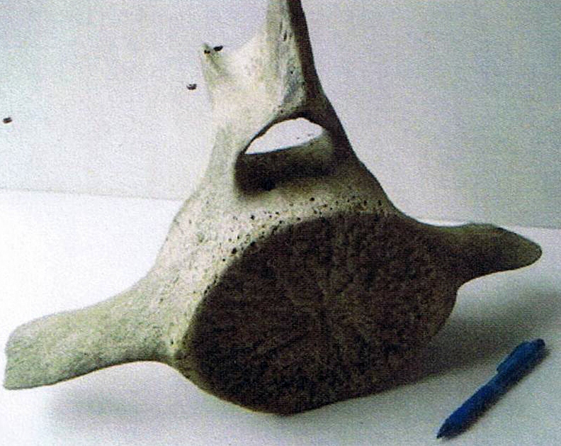 Bone Carving Balena pinna 